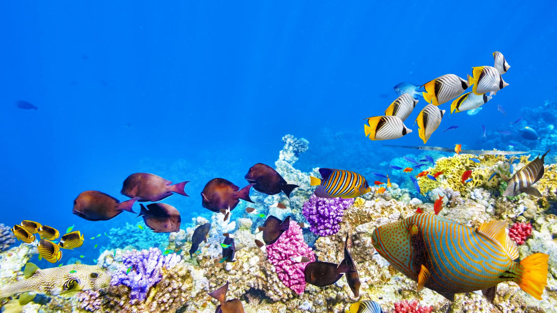 Reef-friendly sun protection for the Maldives
